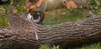 Best Lawn Watering Services  in Pardeeville, WI