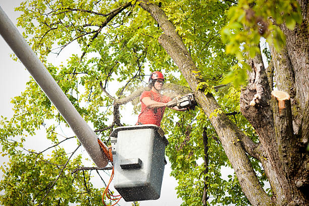 Trusted Pardeeville, WI Tree Care Experts