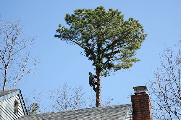How Our Tree Care Process Works  in  Pardeeville, WI