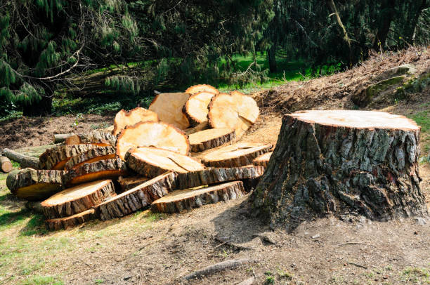 Best Seasonal Cleanup (Spring/Fall)  in Pardeeville, WI